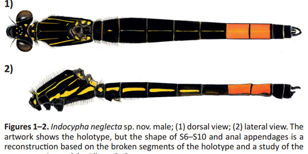 Discovered species of images 1