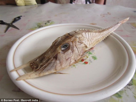 Picture 2 of Discovered strange fish in Indonesia