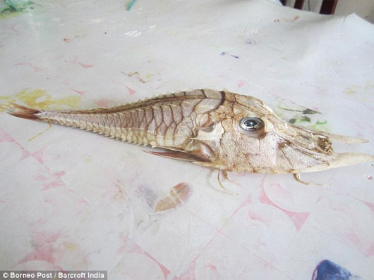 Picture 3 of Discovered strange fish in Indonesia