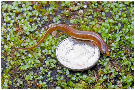 Picture 2 of Discovered strange salamanders in America