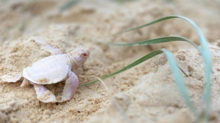 Picture 1 of Discovered that the albino turtle is extremely rare