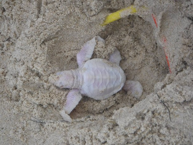 Picture 2 of Discovered that the albino turtle is extremely rare
