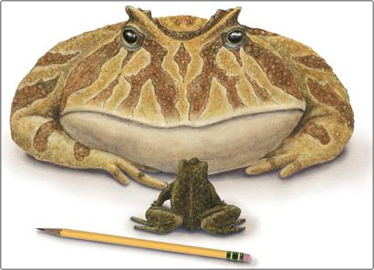 Discovered the ancient frog that used to eat dinosaur meat images 1