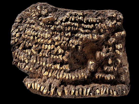 Picture 1 of Discovered the ancient wallet made of dog teeth