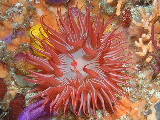 Picture 1 of Discovered the new animal set that was mistaken for an anemone