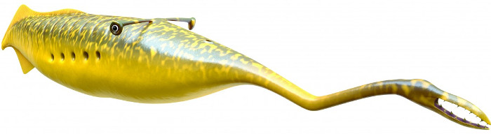Picture 1 of Discovered the origin of the monster Tully 300 million years ago