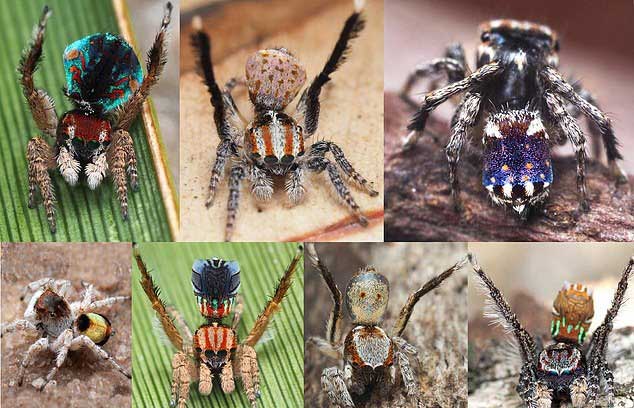 Picture 3 of Discovered the picturesque spider of Van Gogh