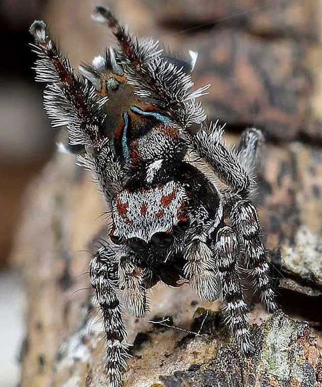 Picture 4 of Discovered the picturesque spider of Van Gogh