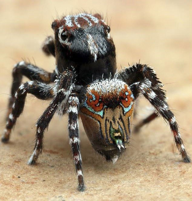 Picture 6 of Discovered the picturesque spider of Van Gogh