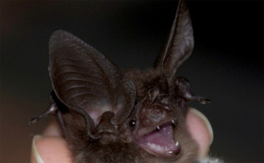 Picture 1 of Discovered the rare and extinct bat species