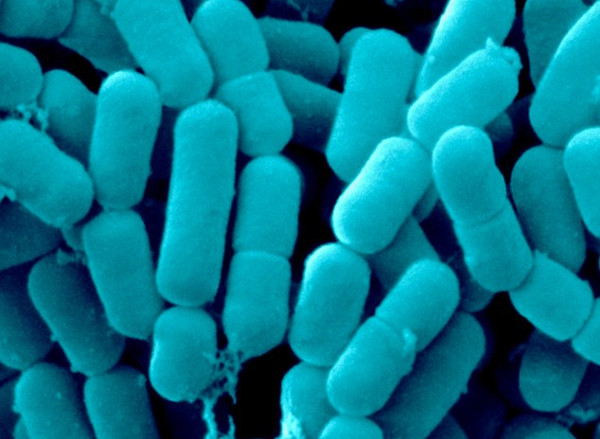 Picture 1 of Discovered the secret way of talking about bacteria