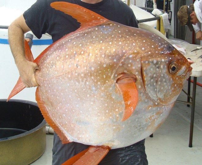 Picture 1 of Discovered the shocking world of the science of strange moon fish