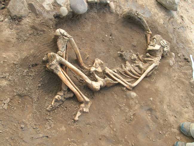 Picture 1 of Discovered the skeleton of one of the earliest victims of tuberculosis