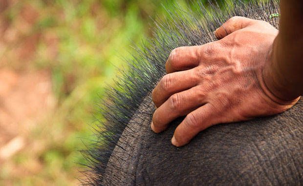 Picture 2 of Discovered the strange use of elephant hair