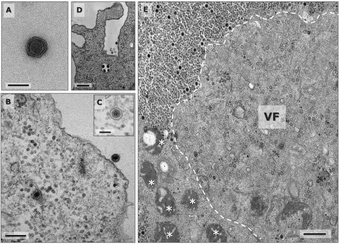 Discovered the 'water god' virus, which has an unknown gene images 1
