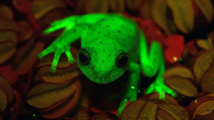Picture 1 of Discovered the world's first fluorescent frog species