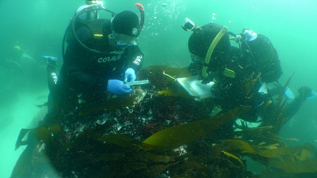 Picture 5 of Discovered the wreck of 18th century slave ship of Portugal