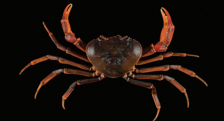 Picture 1 of Discovered two new freshwater crab species in the North