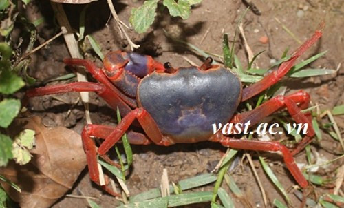 Picture 2 of Discovered two new freshwater crab species in the North