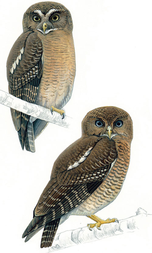 Picture 1 of Discovered two new owl species in Southeast Asia