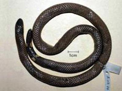 Picture 2 of Discovered two new snakes