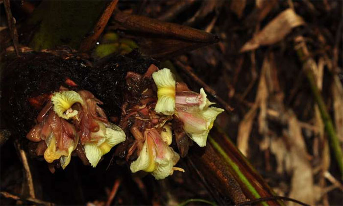 Picture 1 of Discovered two new species of ginger in Myanmar