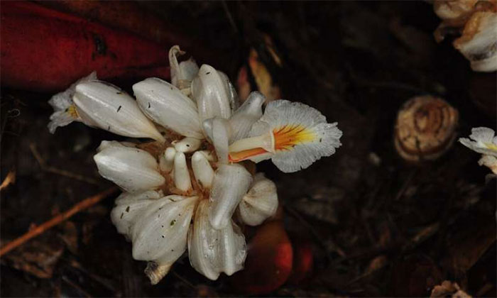 Picture 2 of Discovered two new species of ginger in Myanmar
