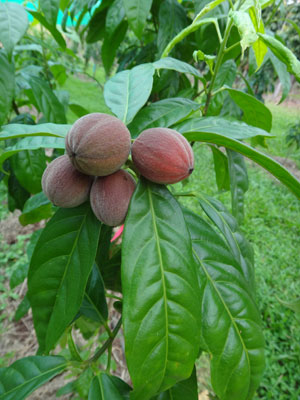 Picture 1 of Discovering a plant that can cure cancer in Australia