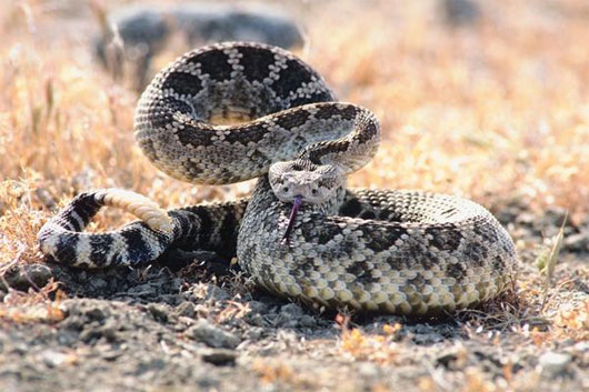 Picture 1 of Discovering a unique hunting technique of snakes
