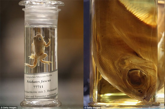 Picture 10 of Discovering animals 'never before seen in life'