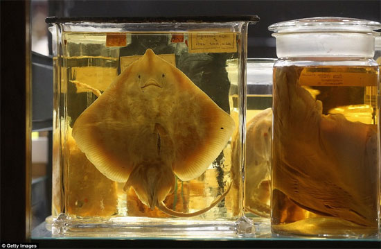 Picture 11 of Discovering animals 'never before seen in life'