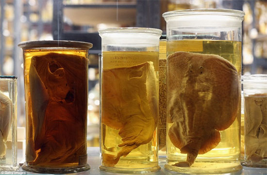 Picture 4 of Discovering animals 'never before seen in life'