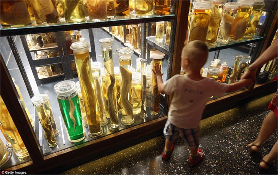 Picture 6 of Discovering animals 'never before seen in life'