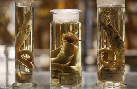 Picture 8 of Discovering animals 'never before seen in life'