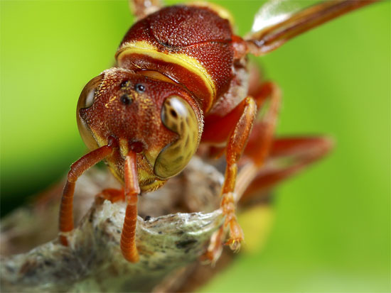 Picture 1 of Discovering bees 'savage, bloodthirsty'