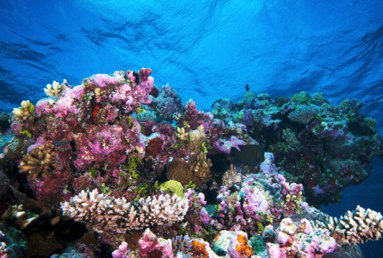 Picture 1 of Discovering corals in depths 'never thought of'