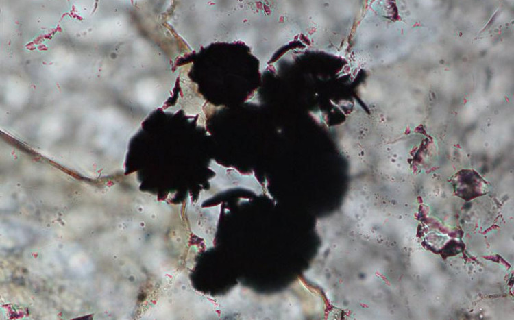 Picture 1 of Discovering evidence of Earth's oldest life