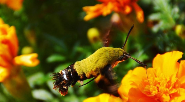 Picture 1 of Discovering extremely rare insects in China