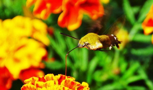 Picture 2 of Discovering extremely rare insects in China
