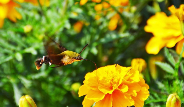 Picture 3 of Discovering extremely rare insects in China