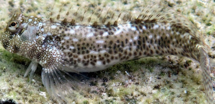 Picture 1 of Discovering fish is evolving to prepare water to live on shore