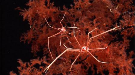 Picture 10 of Discovering many new creatures in the Indonesian sea