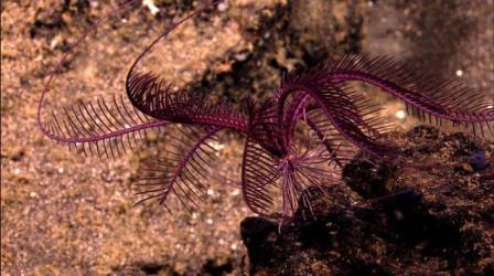Picture 11 of Discovering many new creatures in the Indonesian sea