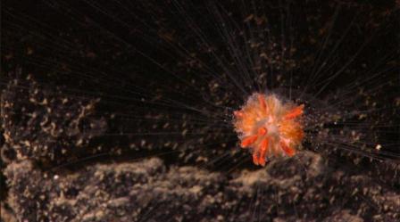 Picture 12 of Discovering many new creatures in the Indonesian sea