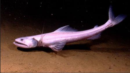 Picture 13 of Discovering many new creatures in the Indonesian sea