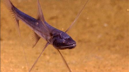 Picture 14 of Discovering many new creatures in the Indonesian sea