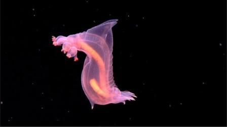 Picture 15 of Discovering many new creatures in the Indonesian sea