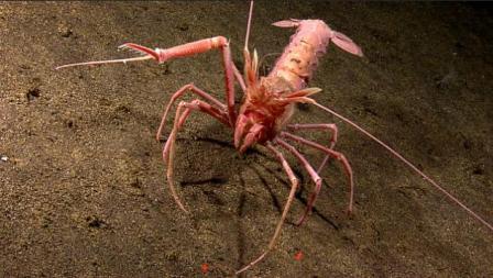 Picture 16 of Discovering many new creatures in the Indonesian sea