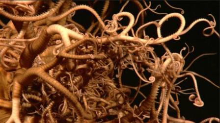 Picture 3 of Discovering many new creatures in the Indonesian sea