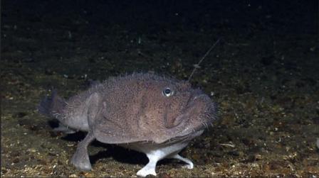 Picture 4 of Discovering many new creatures in the Indonesian sea